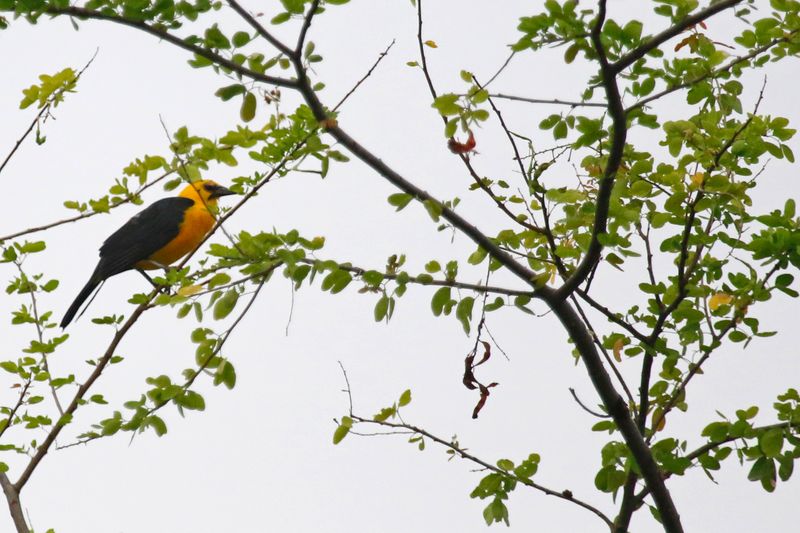 Oriole Blackbird (Gymnomystax mexicanus) RN Laguna de Sonso, Valle del Cauca, Colombia