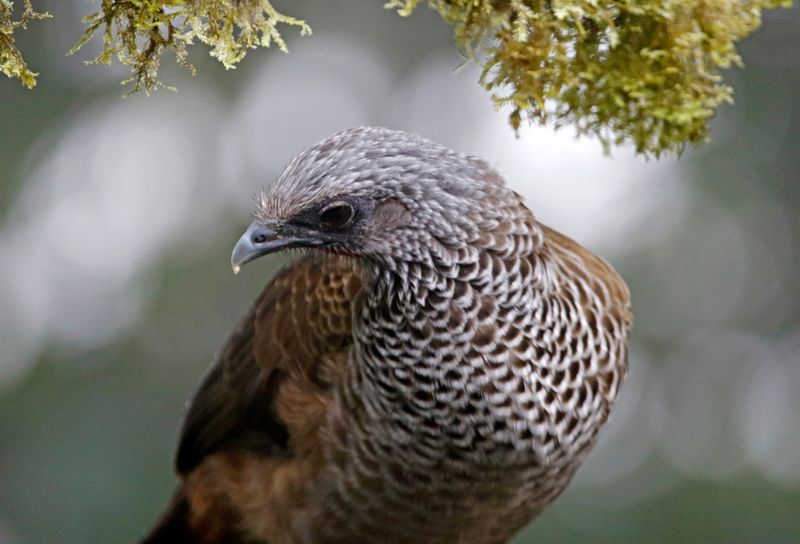 Colombian Chachalaca (Ortalis columbiana) San Felipe Birding, Valle del Cauca, Colombia