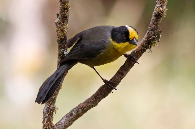 Pale-naped Brushfinch (Atlapetes pallidinucha) Reserva Bosque Guajira, Cundinamarca, Colombia