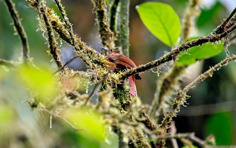 Pacific Tuftedcheek (Pseudocolaptes johnsoni) Camino Montezuma, Tatamá National Natural Park, Risaralda, Colombia