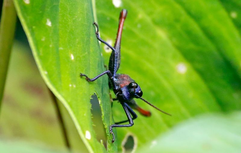 Short-horned Grasshopper spec. (Opaon varicolor) Camino Montezuma, Tatamá National Natural Park, Risaralda, Colombia