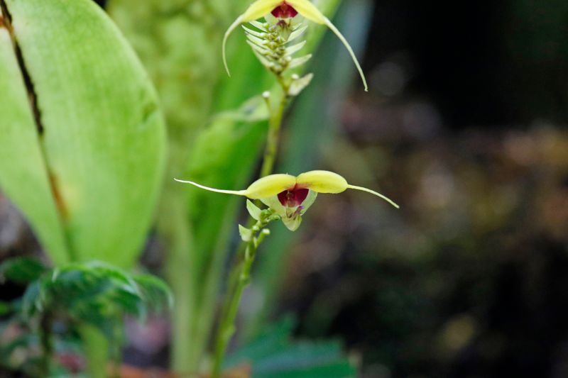 Orchid species (Orchidaceae indet.) Camino Montezuma, Tatamá National Natural Park, Risaralda, Colombia