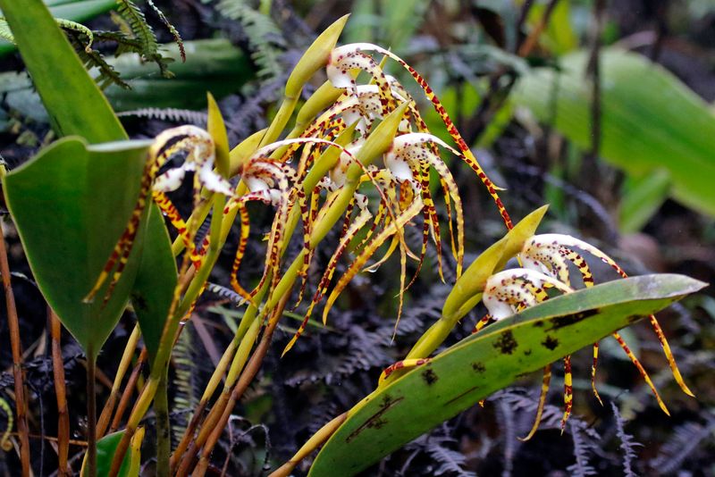 Outstanding Maxillaria Orchid (Maxillaria speciosa) Camino Montezuma, Tatamá National Natural Park, Risaralda, Colombia