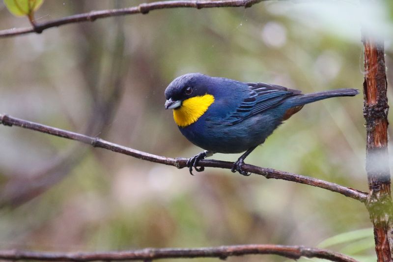 Purplish-mantled Tanager (Iridosornis porphyrocephalus) Camino Montezuma, Risaralda, Colombia