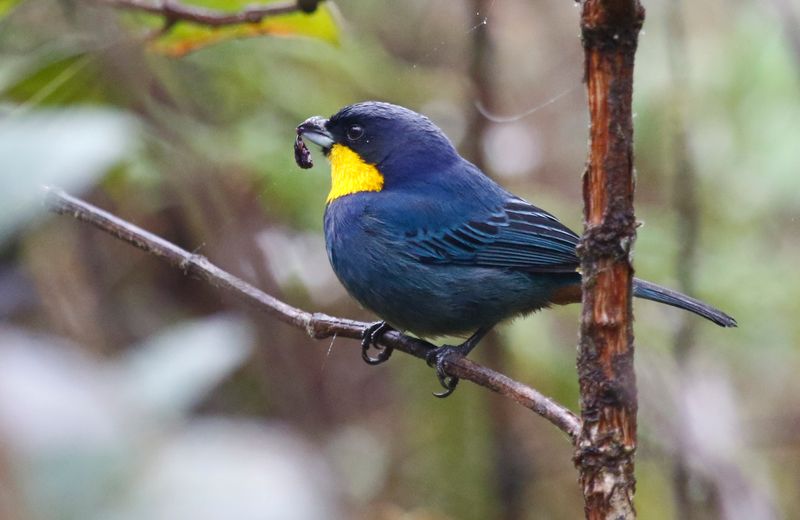 Purplish-mantled Tanager (Iridosornis porphyrocephalus) Camino Montezuma, Risaralda, Colombia