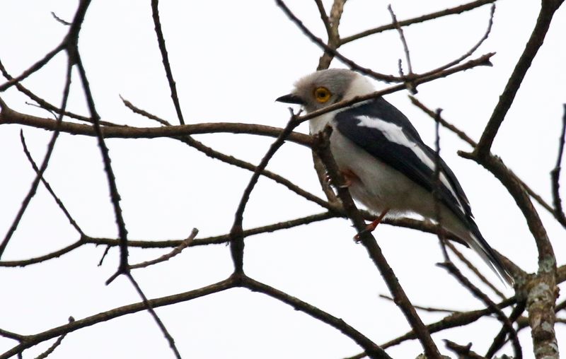 White-crested Helmetshrike (Prionops plumatus) Nairobi National Park, Kenya