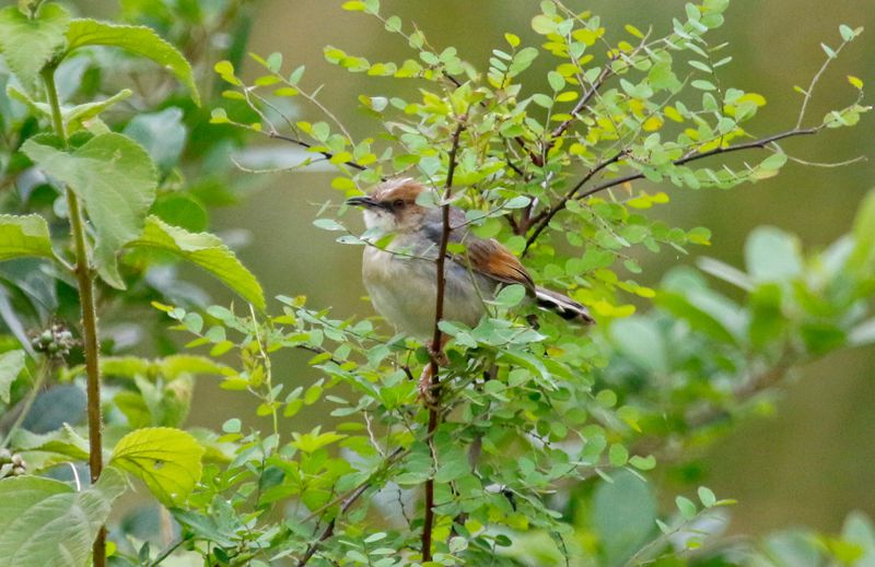 Singing Cisticola (Cisticola cantans pictipennis) Nairobi National Park, Kenya