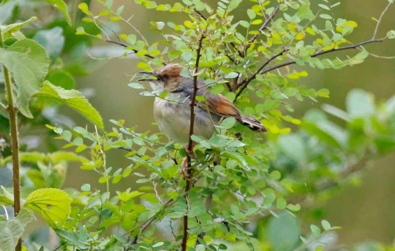 Singing Cisticola (Cisticola cantans pictipennis) Nairobi National Park, Kenya