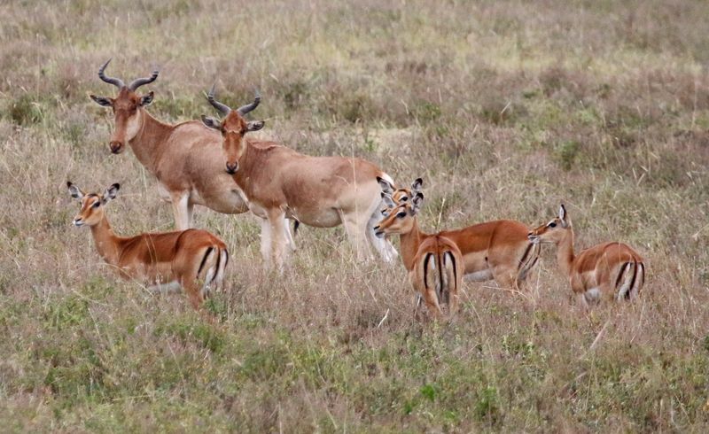 Kongoni (Alcelaphus buselaphus cokii) and Impala (Aepyceros melampus melampus) Nairobi National Park, Kenya