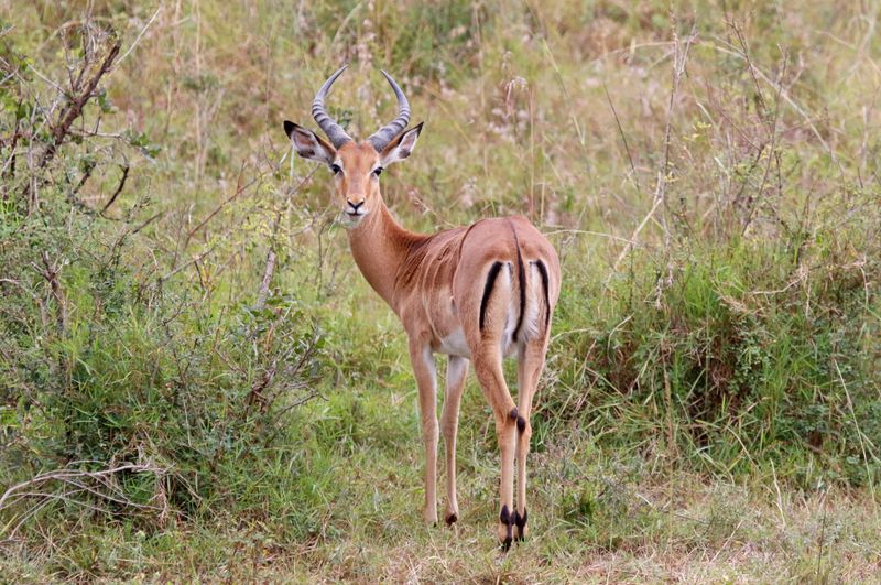 Common Impala (Aepyceros melampus melampus) Nairobi National Park, Kenya