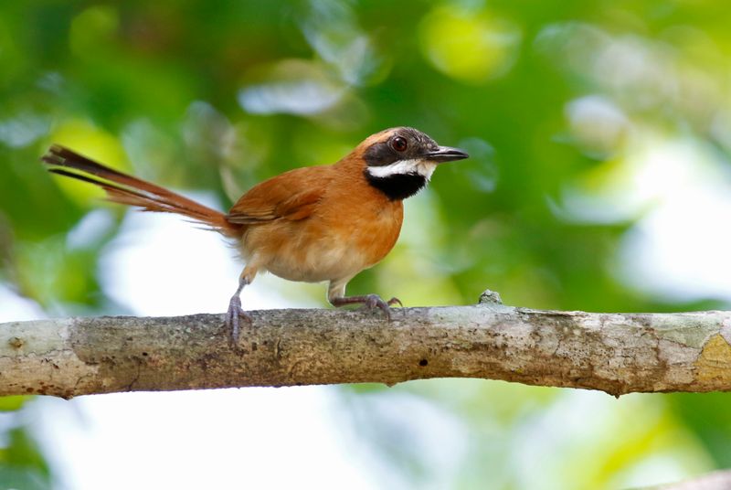 White-whiskered Spinetail (Synallaxis candei)