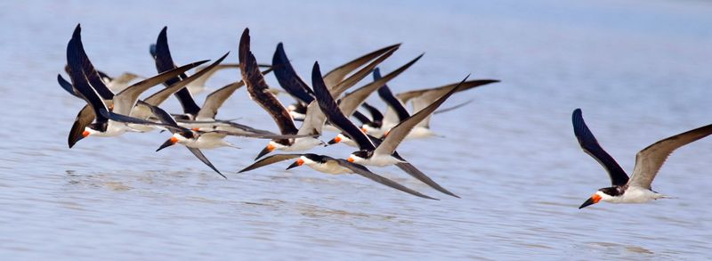 Black Skimmer (Rynchops niger cinerascens) Santuario de Fauna y Flora Los Flamencos