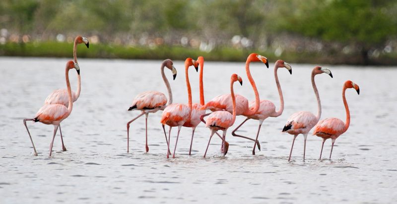 American Flamingo (Phoenicopterus ruber) Santuario de Fauna y Flora Los Flamencos, La Guajira, Colombia