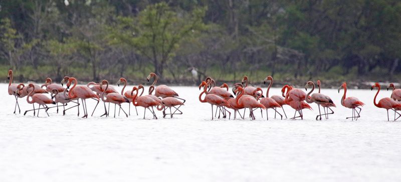 American Flamingo (Phoenicopterus ruber) Santuario de Fauna y Flora Los Flamencos, La Guajira, Colombia