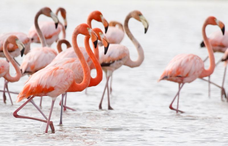 American Flamingo (Phoenicopterus ruber) Santuario de Fauna y Flora Los Flamencos, La Guajira, Colombia