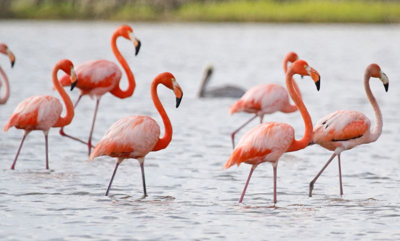 American Flamingo (Phoenicopterus ruber) Santuario de Fauna y Flora Los Flamencos, La Guajira, Colombia