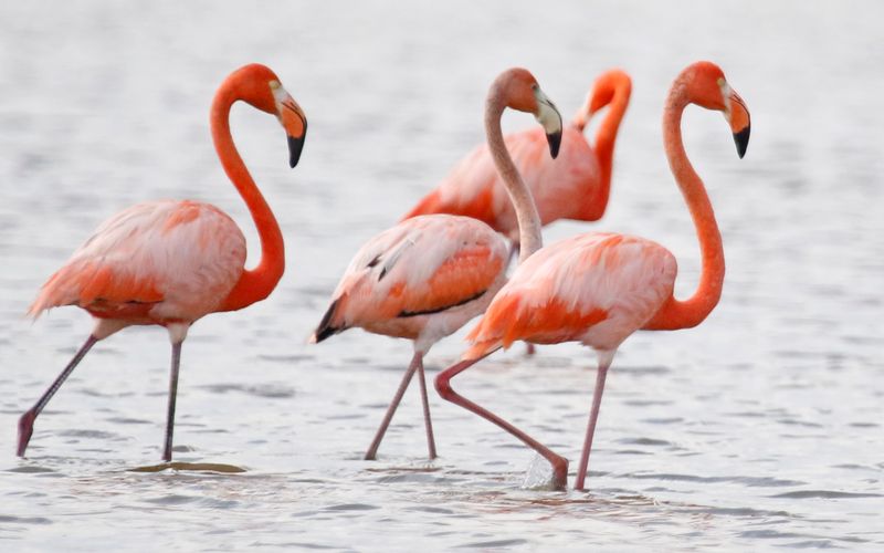 American Flamingo (Phoenicopterus ruber) Santuario de Fauna y Flora Los Flamencos, La Guajira, Colombia