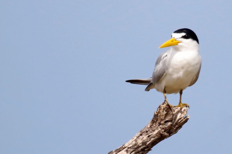 Yellow-billed Tern (Sternula superciliaris) Santuario de Fauna y Flora Los Flamencos, La Guajira, Colombia