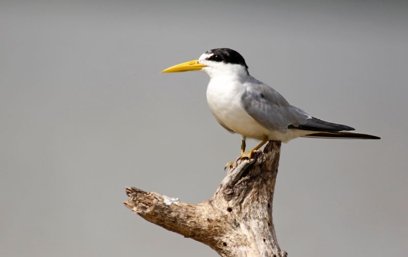 Yellow-billed Tern (Sternula superciliaris) Santuario de Fauna y Flora Los Flamencos, La Guajira, Colombia