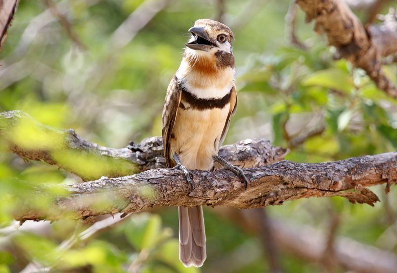 Russet-throated Puffbird (Hypnelus ruficollis decolor) Mar Azul, La Guajira, Colombia
