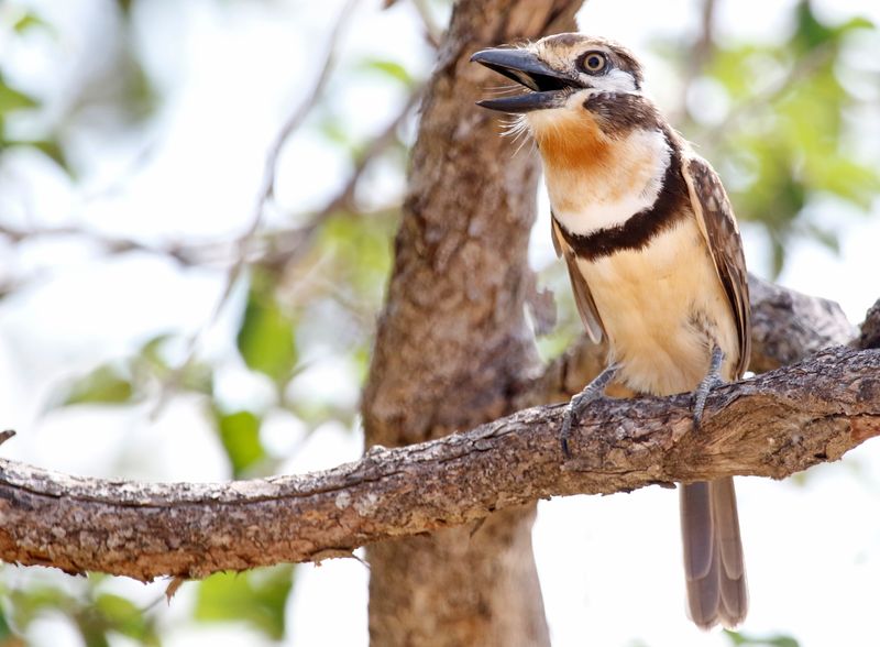 Russet-throated Puffbird (Hypnelus ruficollis decolor) Mar Azul, La Guajira, Colombia