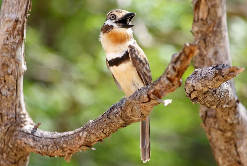 Russet-throated Puffbird (Hypnelus ruficollis decolor) Mar Azul, La Guajira, Colombia