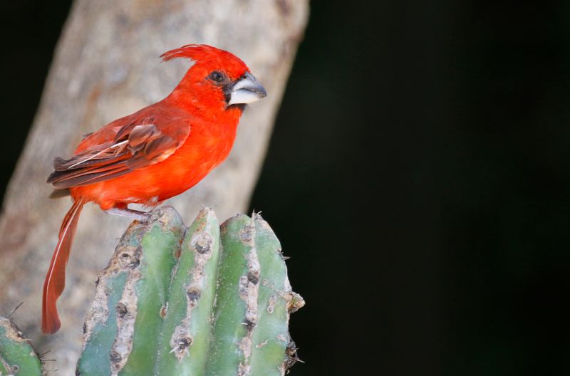 Vermilion Cardinal (Cardinalis phoeniceus) Mar Azul, La Guajira, Colombia