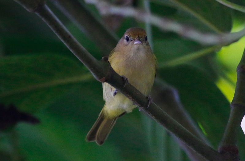 Golden-fronted Greenlet (Pachysylvia aurantiifrons aurantiifrons) Minca, Magdalena, Colombia