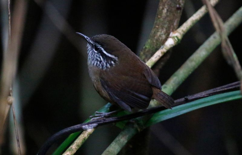 Hermit Wood-Wren (Henicorhina anachoreta) Cuchillo de San Lorenzo, Sierra nevada de Santa Marta, Colombia