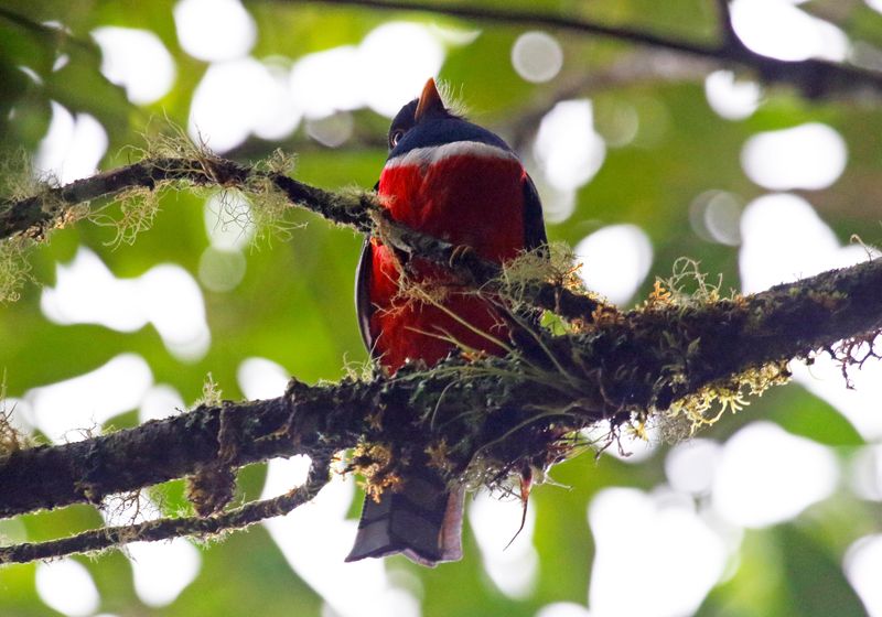 Masked Trogon (Trogon personatus sanctaemartae) Proaves Reserve, Sierra Nevada de Santa Marta, Colombia