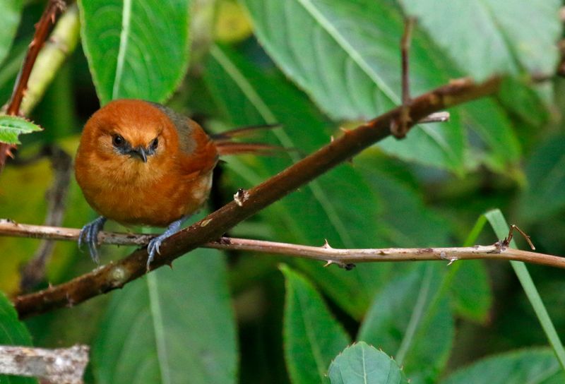 Rusty-headed Spinetail (Synallaxis fuscorufa) Sierra Nevada de Santa Marta, Magdalena, Colombia