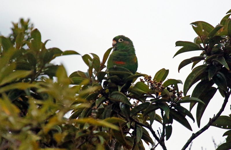 Santa Marta Parakeet (Pyrrhura viridicata)
