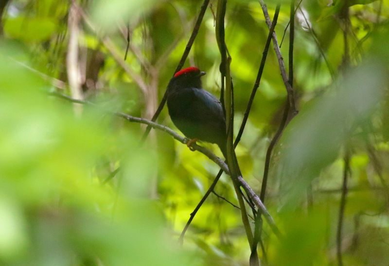 Lance-tailed Manakin (Chiroxiphia lanceolata) Tayrona National Park, Magdalena, Colombia