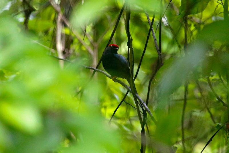 Lance-tailed Manakin (Chiroxiphia lanceolata) Tayrona National Park, Magdalena, Colombia