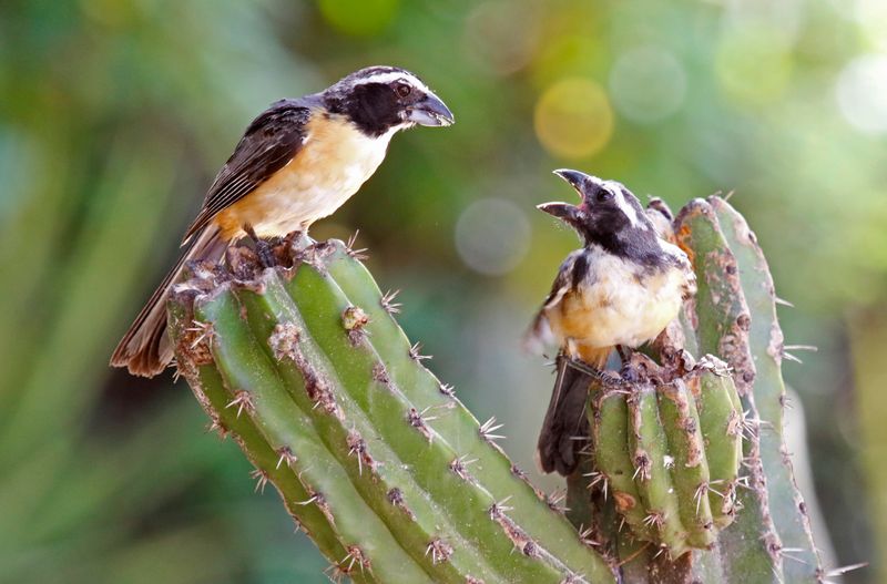 Orinoco Saltator (Saltator orenocensis) Mar Azul, La Guajira, Colombia