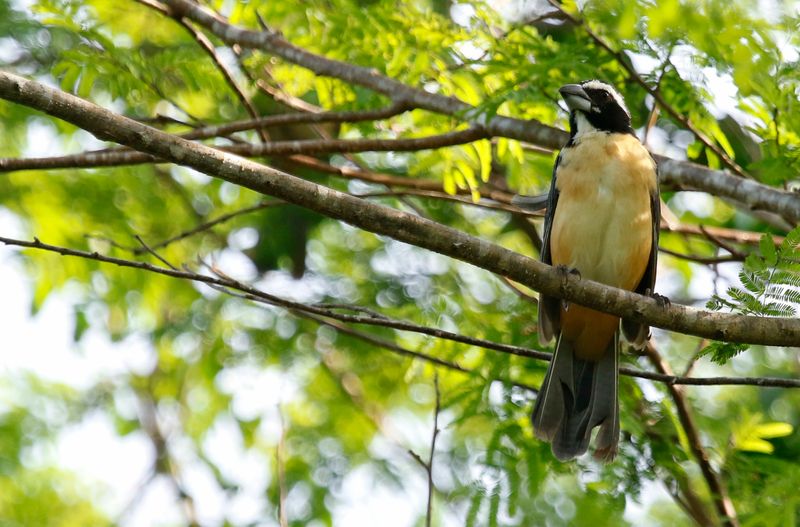 Orinoco Saltator (Saltator orenocensis) Villa Plazoleta, La Guajira, Colombia