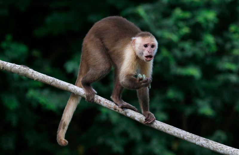 Santa Marta White-fronted Capuchin (Cebus malitiosus) Tayrona National Park, Magdalena, Colombia