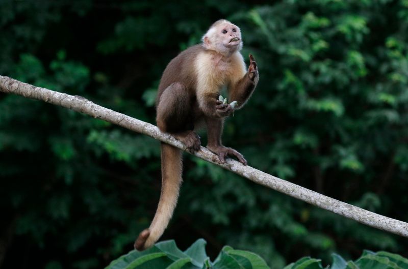 Santa Marta White-fronted Capuchin (Cebus malitiosus) Tayrona National Park, Magdalena, Colombia