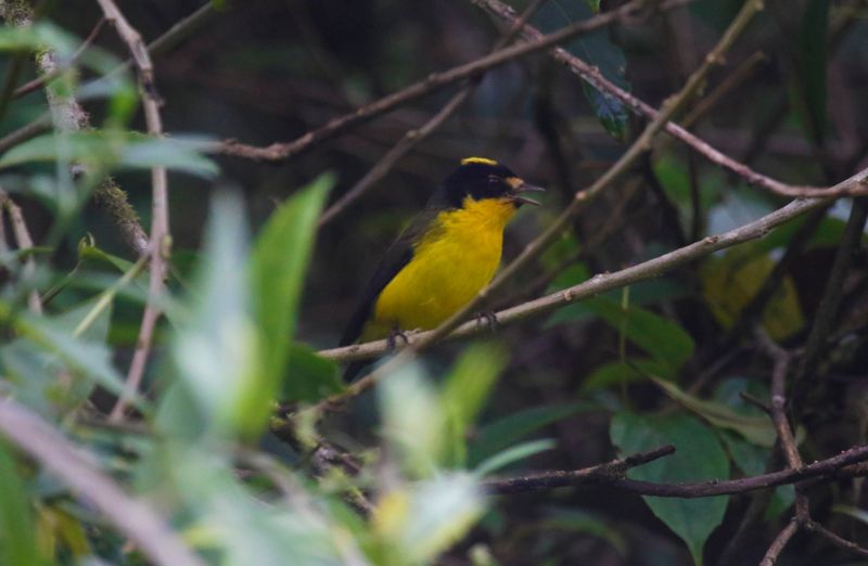 Yellow-crowned Redstart (Myioborus flavivertex) Proaves Reserve, Sierra Nevada de Santa Marta, Colombia