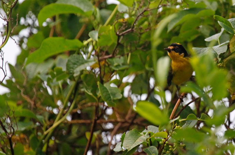 Yellow-crowned Redstart (Myioborus flavivertex) Proaves Reserve, Sierra Nevada de Santa Marta, Colombia