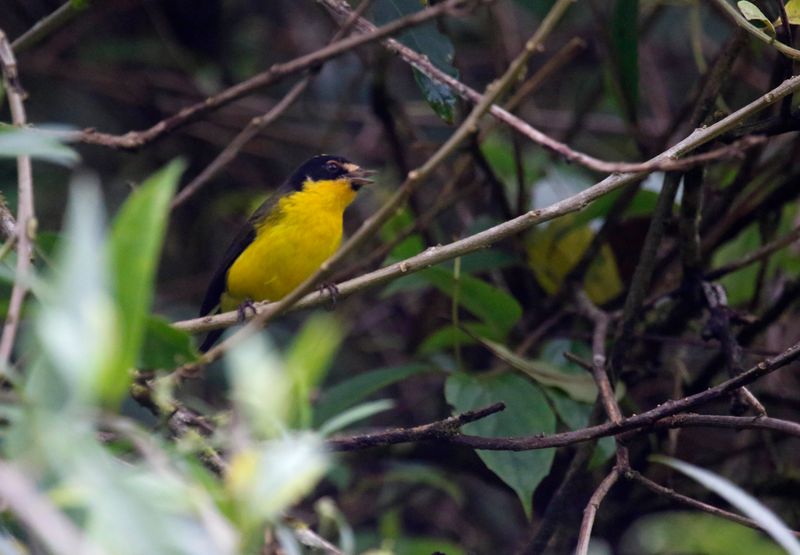 Yellow-crowned Redstart (Myioborus flavivertex) Proaves Reserve, Sierra Nevada de Santa Marta, Colombia