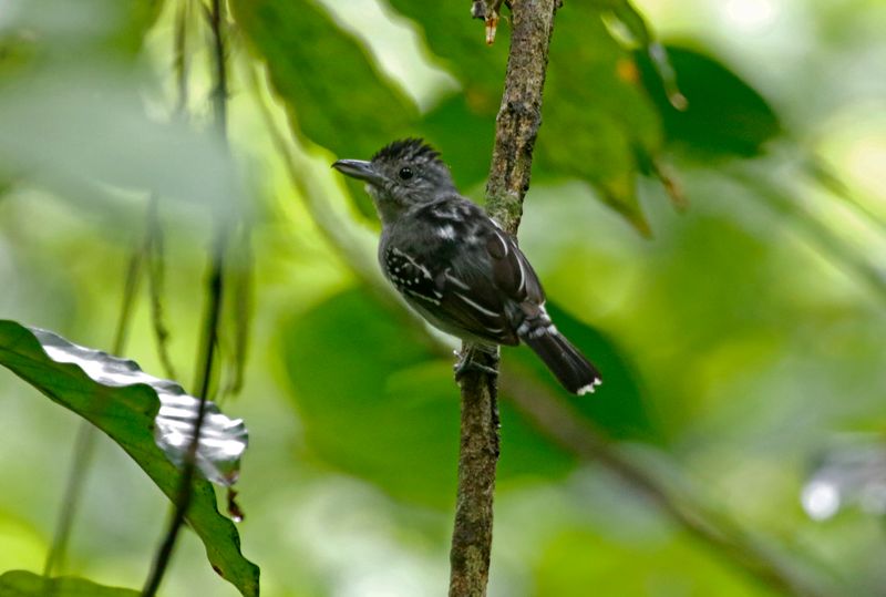 Black-crowned Antshrike (Thamnophilus atrinucha) Tayrona National Park, Magdalena, Colombia