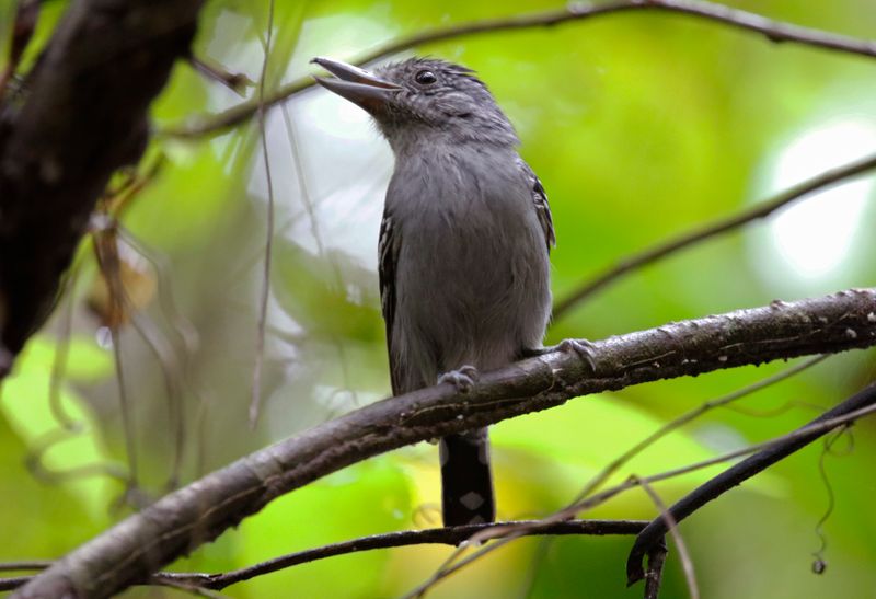 Black-crowned Antshrike (Thamnophilus atrinucha) Tayrona National Park, Magdalena, Colombia