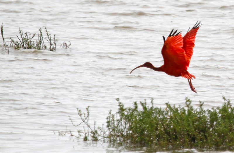 Scarlet Ibis (Eudocimus ruber) Santuario de Fauna y Flora Los Flamencos, La Guajira, Colombia