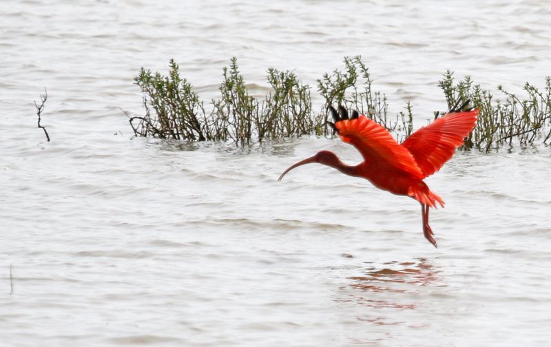 Scarlet Ibis (Eudocimus ruber) Santuario de Fauna y Flora Los Flamencos, La Guajira, Colombia
