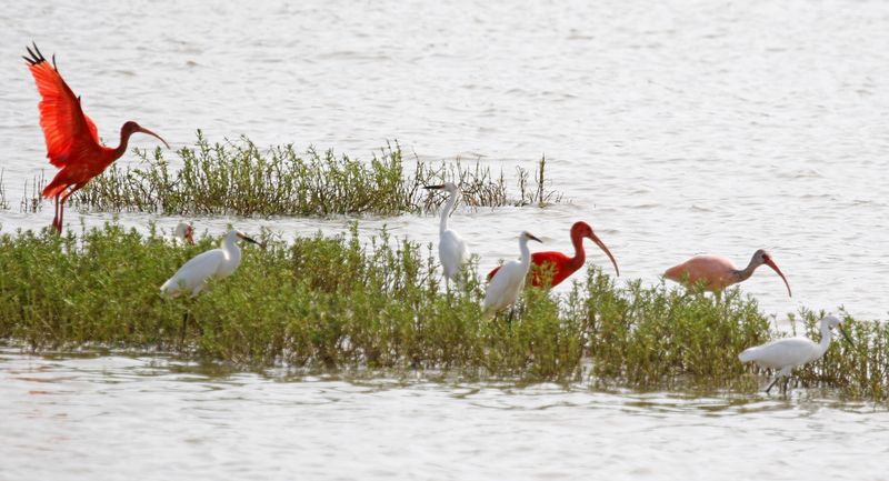 Scarlet Ibis (Eudocimus ruber), White Ibis & Snowy Egrets, Santuario de Fauna y Flora Los Flamencos, La Guajira, Colombia