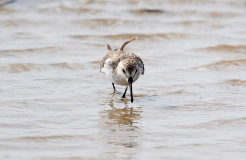 Western Sandpiper (Calidris mauri) Santuario de Fauna y Flora Los Flamencos, La Guajira, Colombia