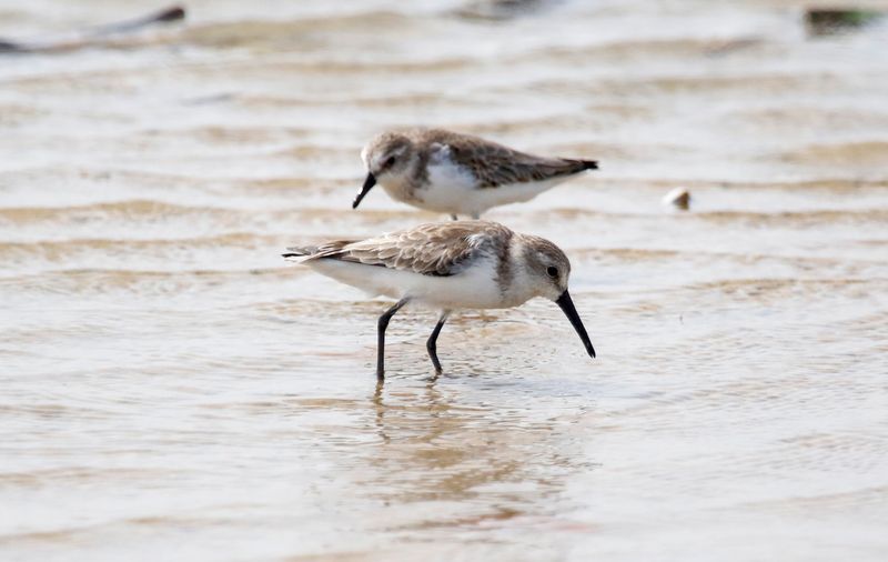 Western Sandpiper (Calidris mauri) Santuario de Fauna y Flora Los Flamencos, La Guajira, Colombia