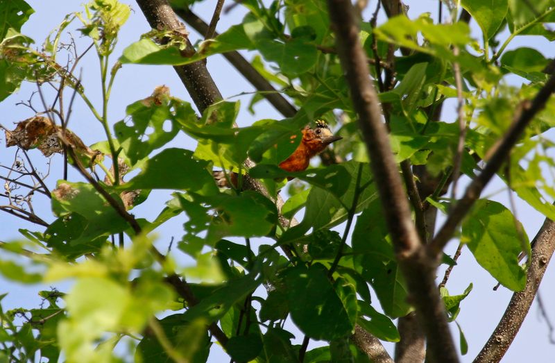 Chestnut Piculet (Picumnus cinnamomeus)