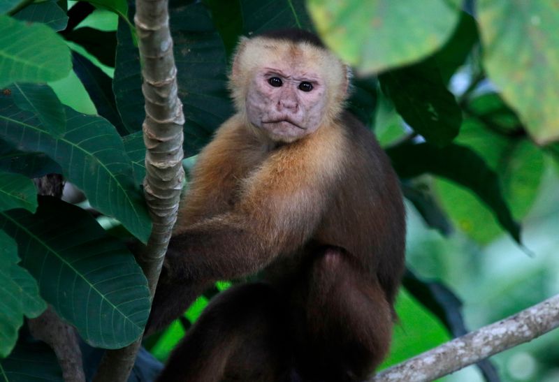 Santa Marta White-fronted Capuchin (Cebus malitiosus) Tayrona National Park, Magdalena, Colombia